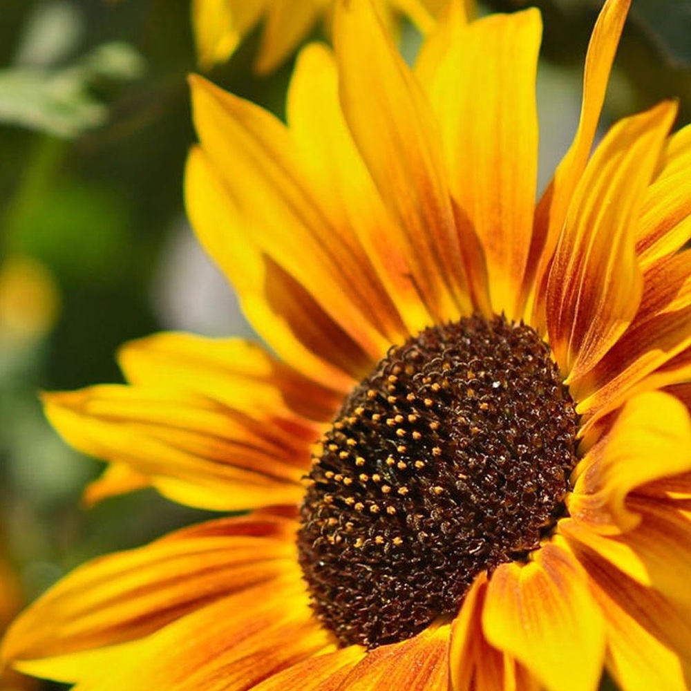 Meet your Posher, Tayler